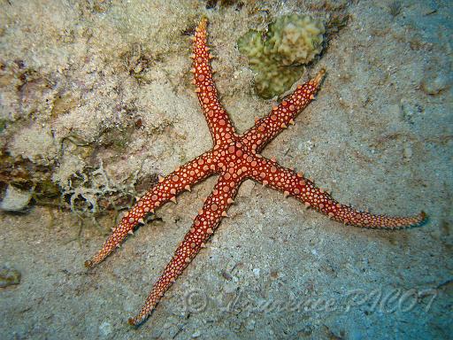 Gomophia aegyptiaca (1).JPG